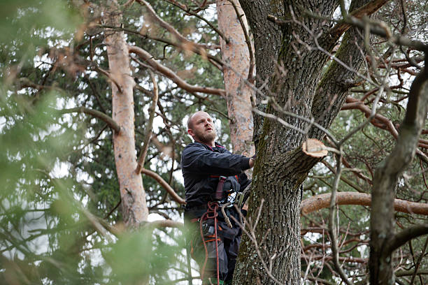 Professional Tree Care in Francis, UT